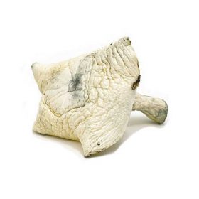 Albino A Magic Mushrooms (28g)