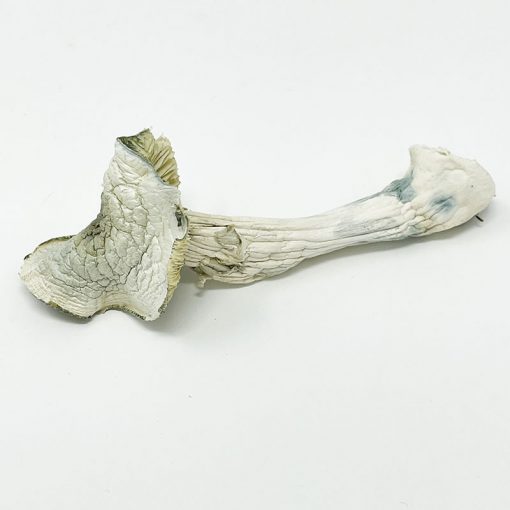 Avery Albino Magic Mushroom (28g)