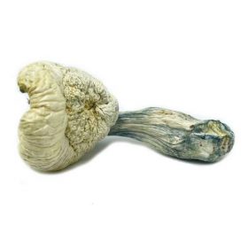 Great White Monster Mushroom (28g)