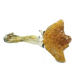 Buy Huatla Magic Mushrooms